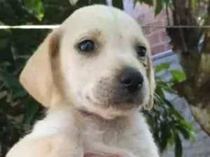 Cachorro raça Indefinida idade 2 a 6 meses nome Sem nome