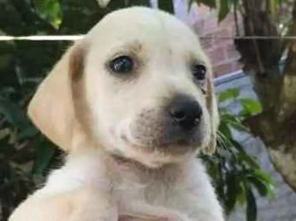 Cachorro ra a Indefinida idade 2 a 6 meses nome Sem nome
