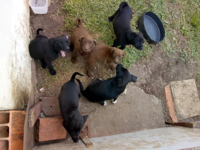 Cachorro ra a  idade 2 a 6 meses nome Filhotes