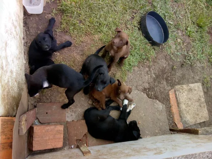 Cachorro ra a  idade 2 a 6 meses nome Filhotes