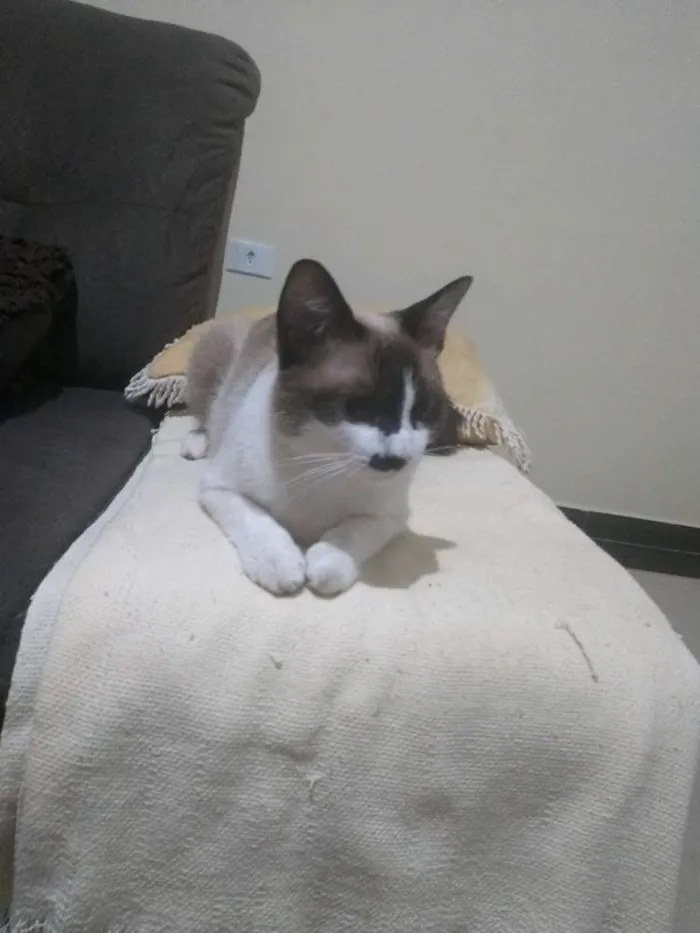 Gato ra a Cianesa idade 7 a 11 meses nome Luna