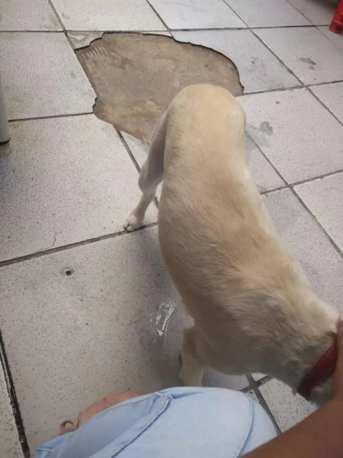 Cachorro ra a Viralata idade 6 ou mais anos nome Tobby