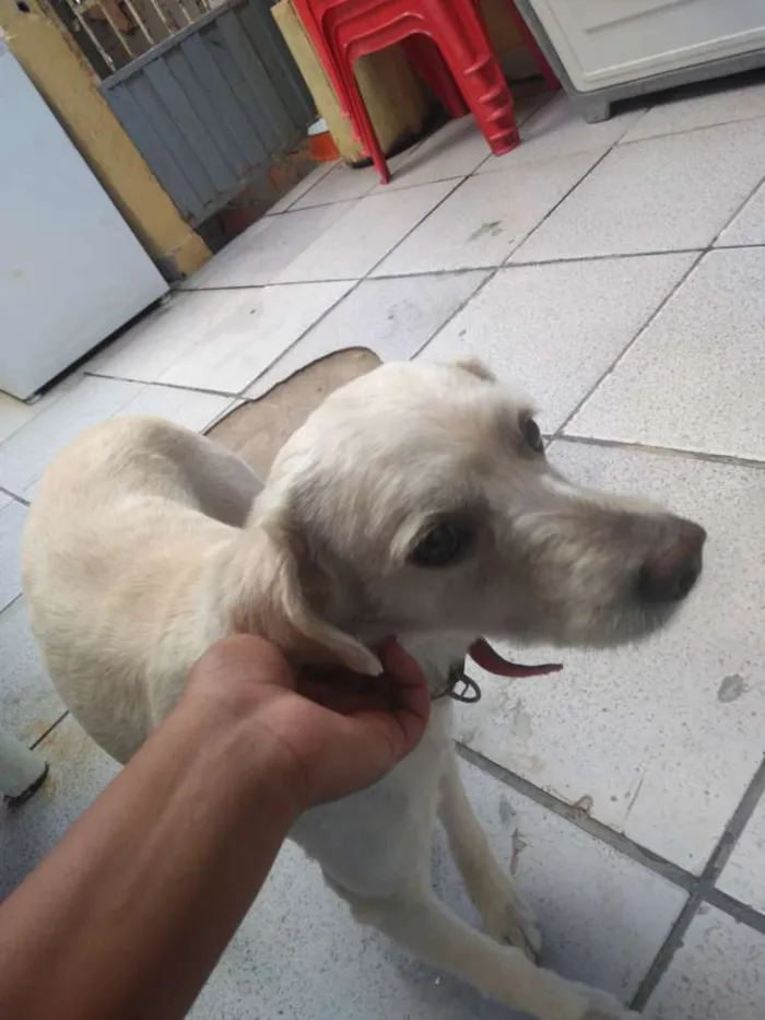 Cachorro ra a Viralata idade 6 ou mais anos nome Tobby