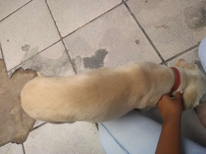 Cachorro ra a Viralata idade 6 ou mais anos nome Tobby