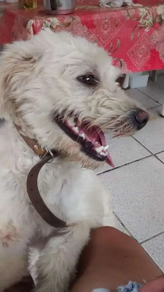 Cachorro ra a Viralata idade 6 ou mais anos nome Tobby