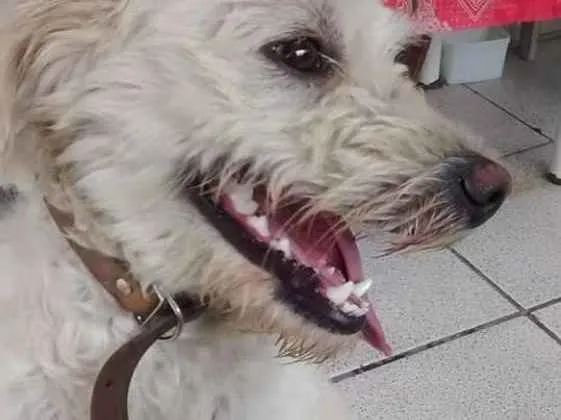 Cachorro ra a Viralata idade 6 ou mais anos nome Tobby