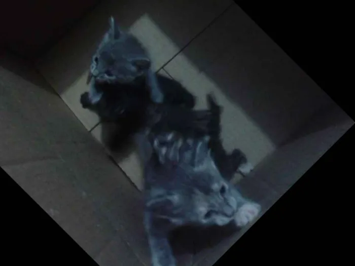 Gato raça Comun idade 7 a 11 meses nome Vários