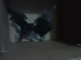 Vários