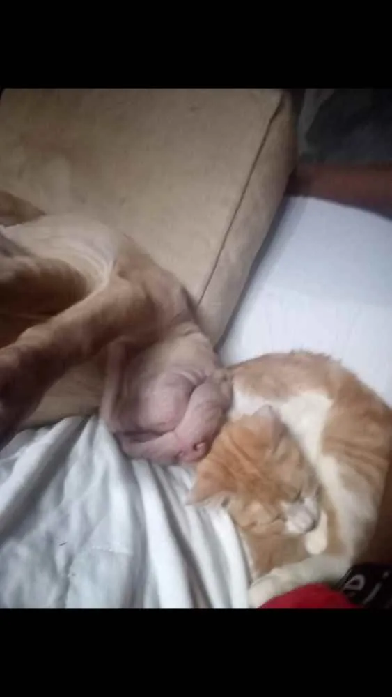 Gato raça Pé dura idade 1 ano nome Samire