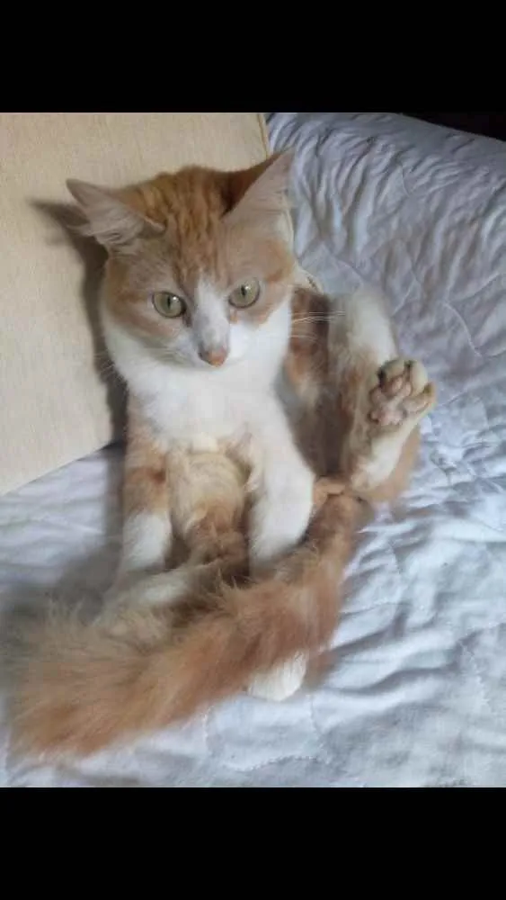 Gato raça Pé dura idade 1 ano nome Samire