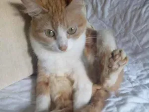Gato raça Pé dura idade 1 ano nome Samire