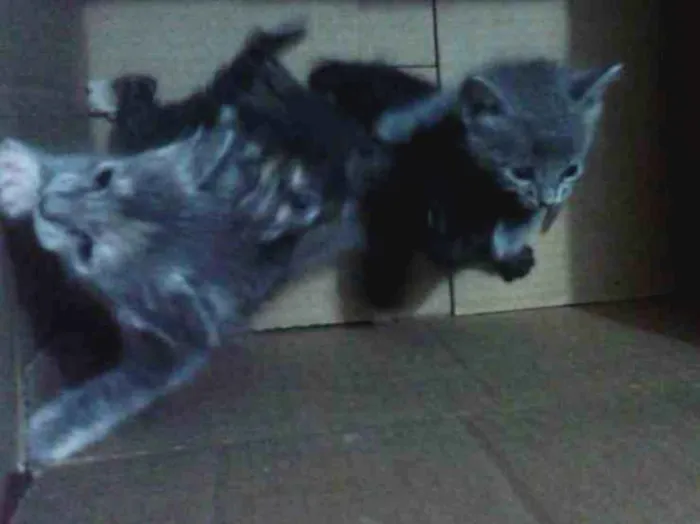 Gato raça Comun idade 7 a 11 meses nome Vários