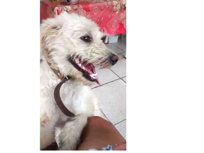 Cachorro ra a Viralata idade 6 ou mais anos nome Tobby