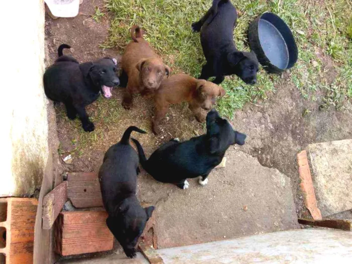 Cachorro ra a  idade 2 a 6 meses nome Filhotes