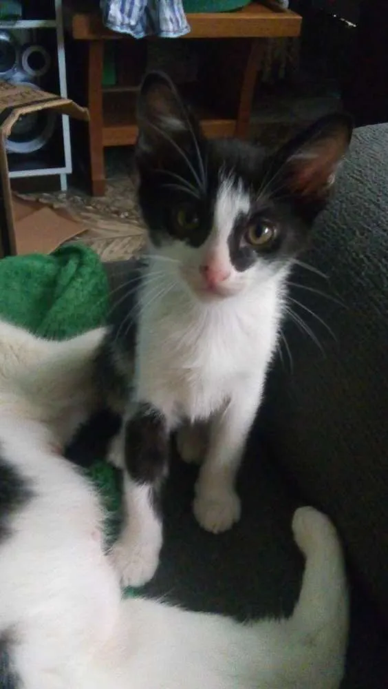 Gato ra a Não sei idade 2 a 6 meses nome Sem nome