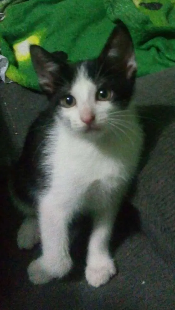 Gato ra a Não sei idade 2 a 6 meses nome Sem nome