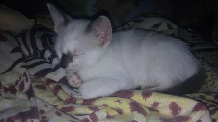 Gato ra a Não sei idade 2 a 6 meses nome Sem nome