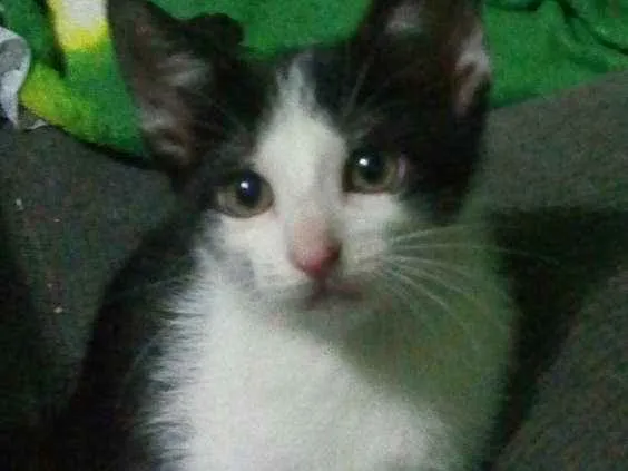 Gato ra a Não sei idade 2 a 6 meses nome Sem nome