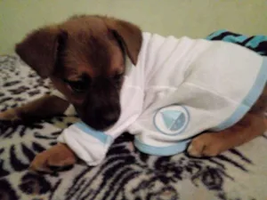 Cachorro raça E um viralata  idade 2 a 6 meses nome Mel