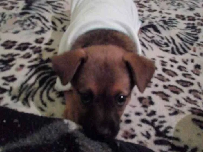 Cachorro raça E um viralata  idade 2 a 6 meses nome Mel