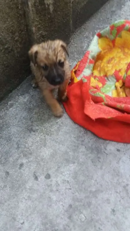 Cachorro ra a srd idade 2 a 6 meses nome Babalú