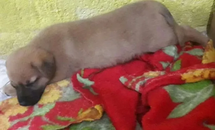 Cachorro ra a srd idade 2 a 6 meses nome Babalú