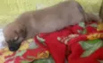 Babalú