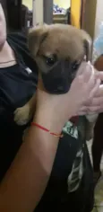 Babalú