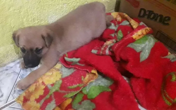 Cachorro ra a srd idade 2 a 6 meses nome Babalú