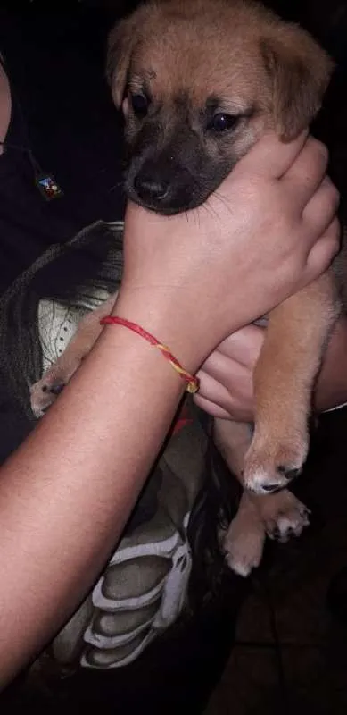Cachorro ra a srd idade 2 a 6 meses nome Babalú