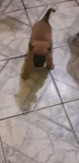 Babalú