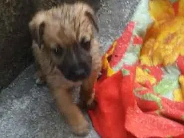 Cachorro ra a srd idade 2 a 6 meses nome Babalú