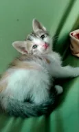 Gatinhos 