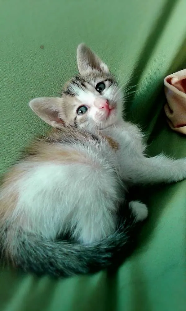 Gato ra a SRD idade Abaixo de 2 meses nome Gatinhos 