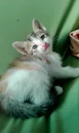 Gatinhos