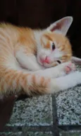 Gatinhos 