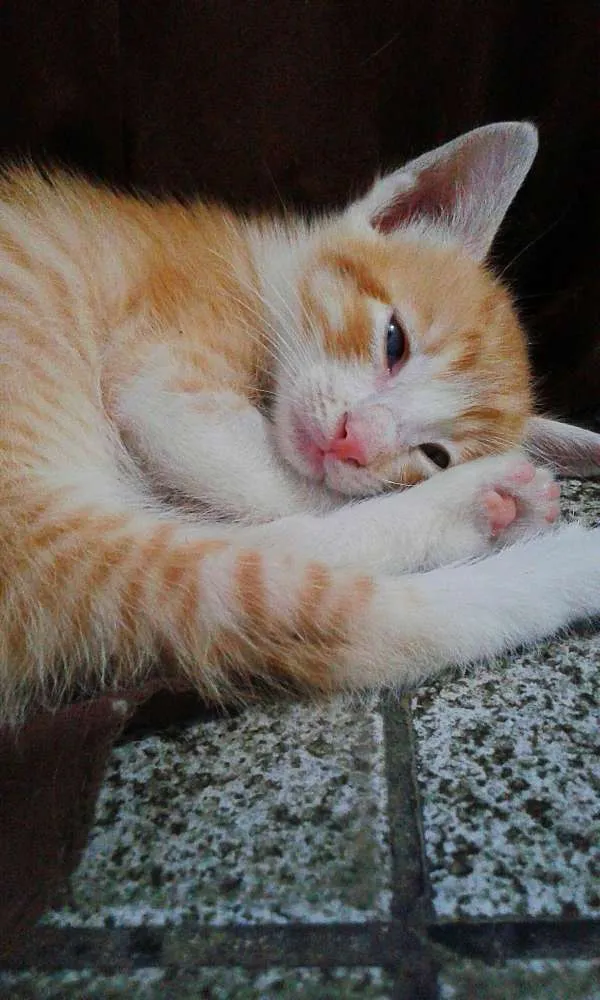 Gato ra a SRD idade Abaixo de 2 meses nome Gatinhos 