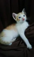 Gatinhos 
