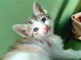 Gatinhos 