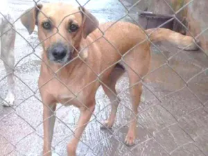 Cachorro raça SRD idade 2 anos nome Mel