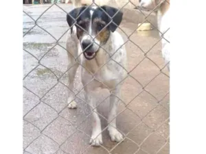 Cachorro raça SRD idade 1 ano nome Diana