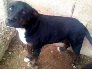 Cachorro raça Rottweiler idade 3 anos nome Rottweiler