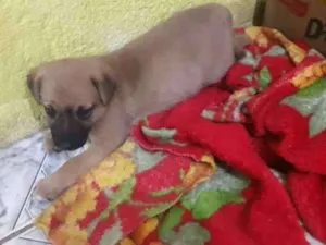 Cachorro raça srd idade 2 a 6 meses nome Babalú
