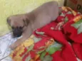 Babalú