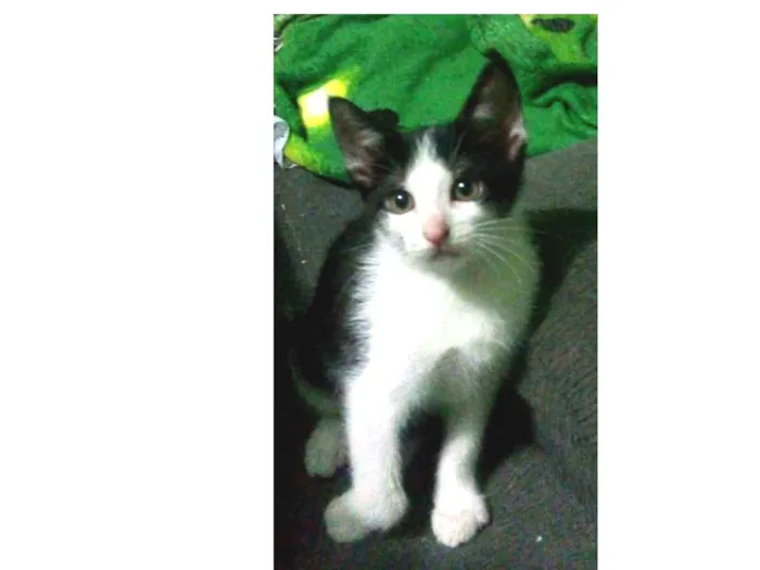 Gato ra a Não sei idade 2 a 6 meses nome Sem nome