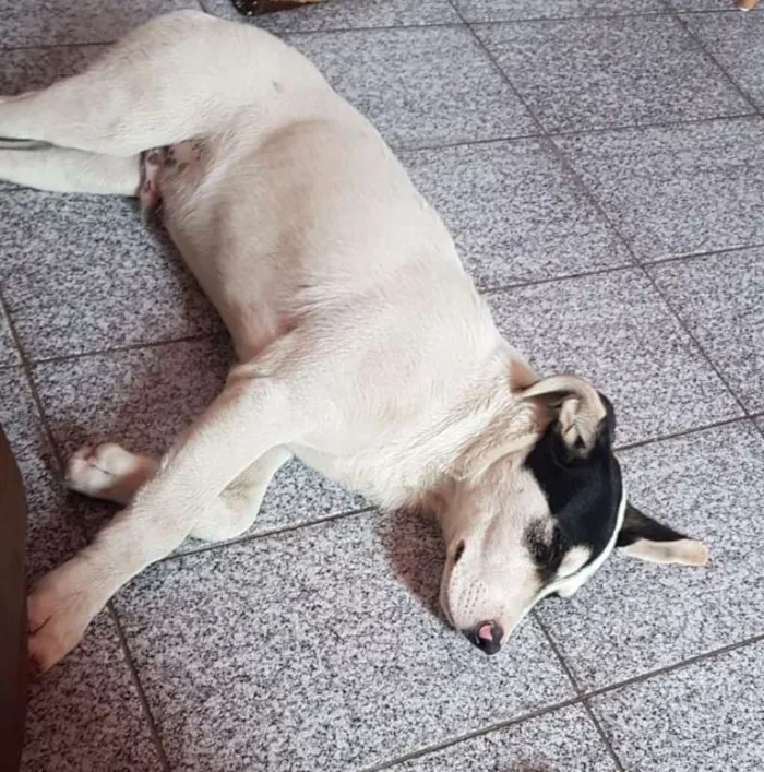 Cachorro ra a SRD idade 2 a 6 meses nome Maskara