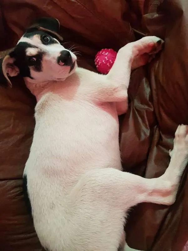 Cachorro ra a SRD idade 2 a 6 meses nome Maskara