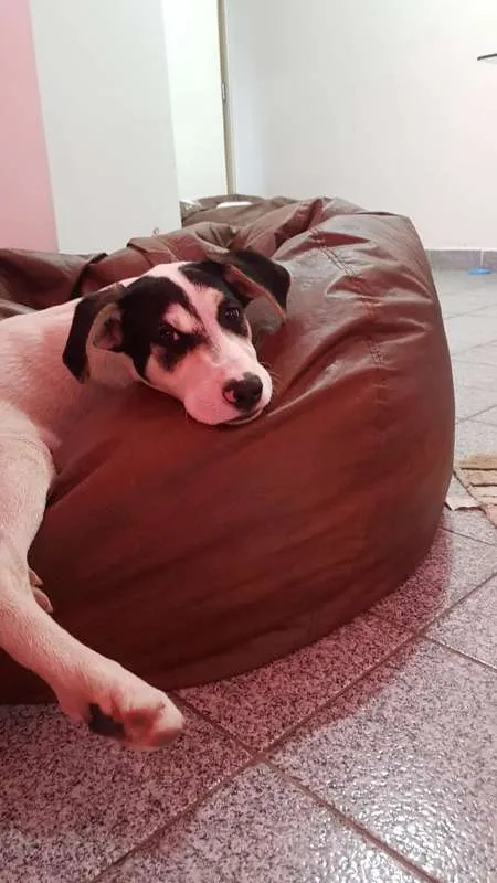 Cachorro ra a SRD idade 2 a 6 meses nome Maskara