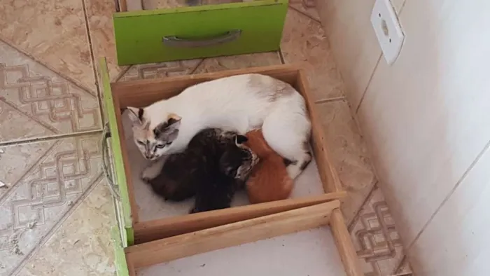 Gato ra a Indefinida idade 2 a 6 meses nome Sophia e seus filhot