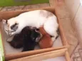 Sophia e seus filhot